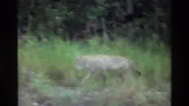 Grand Teton Wyoming USA (1980): The Animal Walking In The Forest