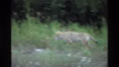 Grand Teton Wyoming USA-1980: Coyote Walks Through Wooded Terrain