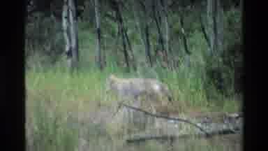 Grand Teton Wyoming USA (1980): Canine Coyote Or Wolf Trots Through Forest Birds