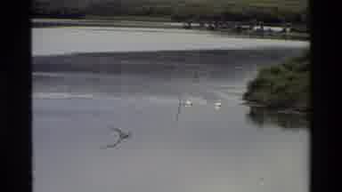 Grand Teton Wyoming USA (1980): Geese Floating On Lake On Grey Cloudy Afternoon