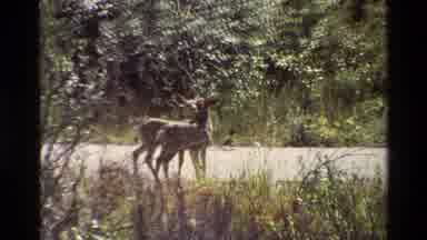 Grand Teton Wyoming USA (1980): Animals Food Nature Cycle Life