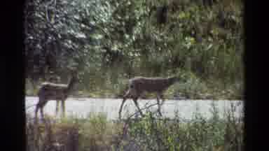 Grand Teton Wyoming USA (1980): Two Deer In The Middle Of The Road Outside The