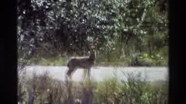 Grand Teton Wyoming USA (1980): Doe Standing In Grassy Field On Bright Sunny Day