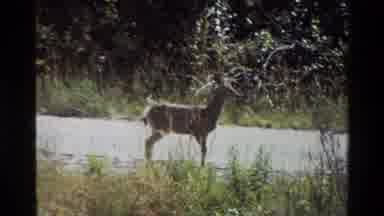 Grand Teton Wyoming USA (1980): Cautious Deer By Side Of Road Looks At Camera Then