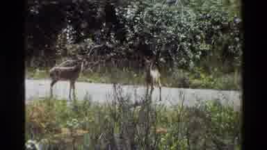 Grand Teton Wyoming USA (1980): Photograph Of Two Deers Standing In The Middle Of