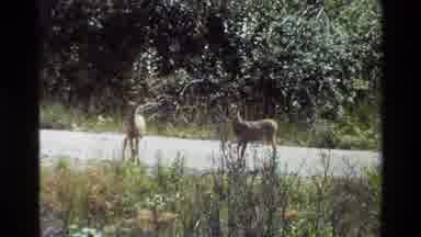 Grand Teton Wyoming USA (1980): Young Deer Wagging Tails And Standing By A Grassy