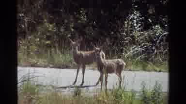 Grand Teton Wyoming USA-1980: Young Deer Pause On Forest Road Before Fleeing Into Brush
