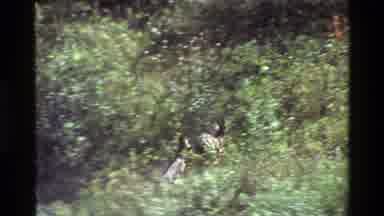 Grand Teton Wyoming USA (1980): Deer Roaming In The Jungle