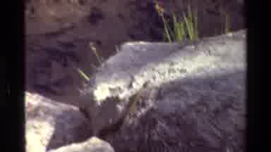 Grand Teton Wyoming USA (1980): River With Clear Water With Many Wood Logs