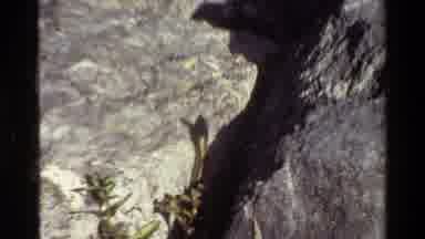 Grand Teton Wyoming USA (1980): Snake Crawls From Rock Crevice On A Bright Sunny