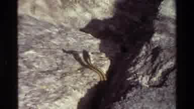 Grand Teton Wyoming USA (1980): Snake In The Sunlight On Rocks In Nature Than