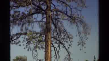 British Columbia USA (1981): Tall Tree In Forest Area