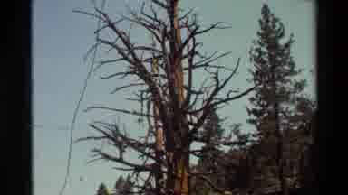 British Columbia USA (1981): Hike Through The Woods Yields A Bare Tall Tree