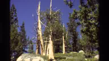 British Columbia USA (1981): Few Nice And Tall Trees In A Forest On A Sunny Day Of