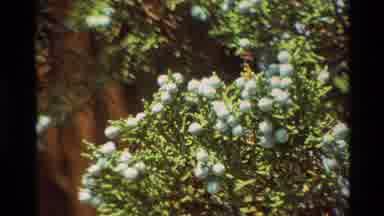 British Columbia USA (1981): Seemingly Cotton Tree On A Sunny Day