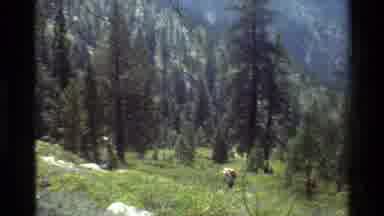 British Columbia USA (1981): Beautiful Forest Landscape Captured By Camera That