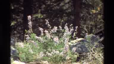 British Columbia USA (1981): Purple Flowers In The Breeze