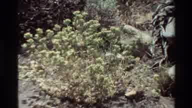 British Columbia USA (1981): Different Types Of Colorful Flowers Growing With