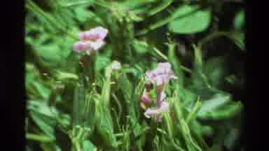 British Columbia USA (1981): Violet Flowers Bloom Out Of A Tangle Of Green
