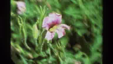 British Columbia USA (1981): Blooming Purple Flower Swift Running Stream On A