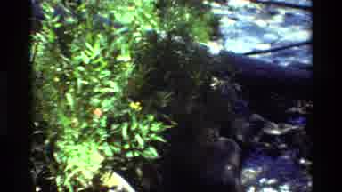 British Columbia USA (1981): Green Leaves Yellow Flowers Growing Next Bubbling