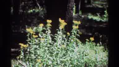 British Columbia USA (1981): Green Bush With Yellow Flowers Under The Sun In A