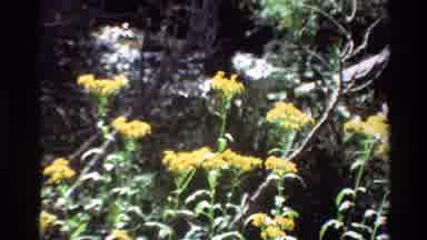 British Columbia USA (1981): Yellow Flowers Blooming Running Stream On A Bright