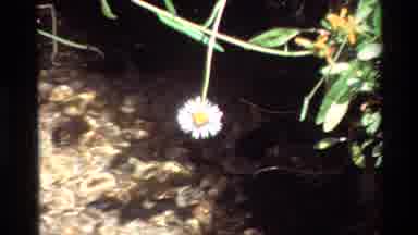 British Columbia USA (1981): Beautiful Flowers Near To A Crystal Clear Flowing