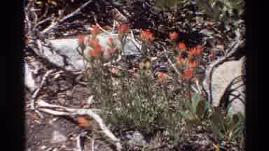 British Columbia USA (1981): Orange Flowers Gently Rustling In The Breeze Next To