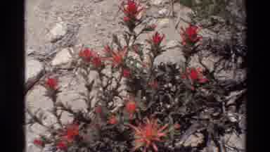 British Columbia USA (1981): Very Small Red Flowers With Some Stones With Two Men