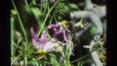 British Columbia USA (1981): Colorful And Attractive Flowers With Green Leaves In