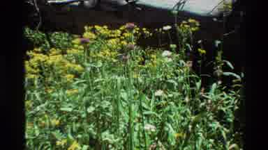 British Columbia USA (1981): Beautiful Colorful Flowers With Green Colored Leaves