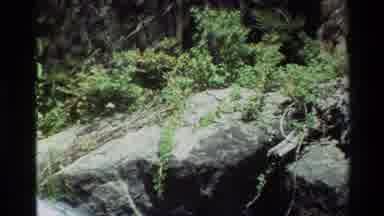 British Columbia USA (1981): Mountain Trees And Swift Running Stream On A Clear