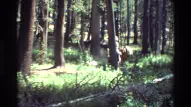 British Columbia USA (1981): Woodland Area Featuring Tourists Hiking And Man On