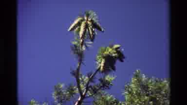 British Columbia USA (1981): Beautiful Day With The Swaying Palm Trees And Animals