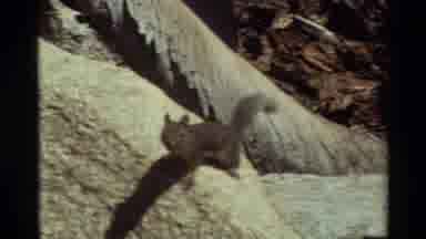 British Columbia USA (1981): Grey Squirrel With A Bushy Tail Is Filmed Jumping
