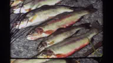 British Columbia USA (1981): Admiring Our Catch As A Group Of Us Went Fishing