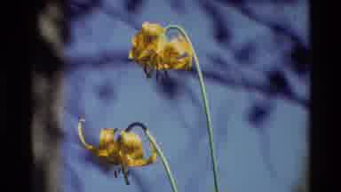 British Columbia USA (1981): It's All About Flowers Which Are Yellow In Color