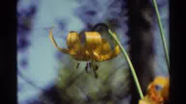 British Columbia USA (1981): Flowers Moving In The Wind