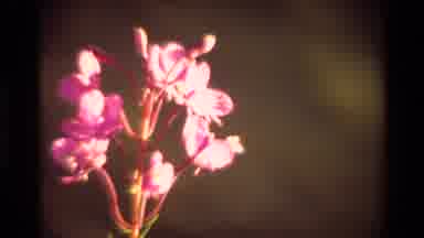 British Columbia USA (1981): Two Shots Of Pink Flowers One Made Of Spiky Pink