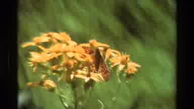 British Columbia USA (1981): Spring Pollination Of Wild Flowers Out In The Free