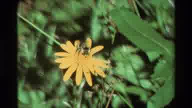 British Columbia USA (1981): Butterfly And Bumblebee Are In The Sunflower It Is