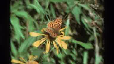 British Columbia USA (1981): Red Butterfly On A Yellow Flower On A Sunny Day Of