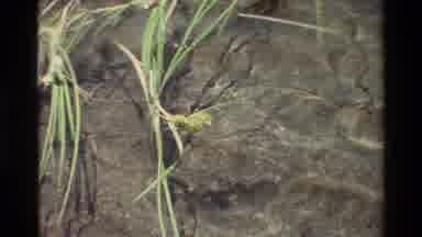 British Columbia USA (1981): Grasses With Flowers Are Lying Upon Flowing Clear
