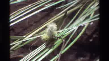British Columbia USA (1981): Grasses Floating In Water On A Clear Day In A