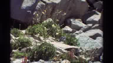 British Columbia USA (1981): Flowers Blooming On A Summer Day In A Big Rocky Space