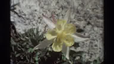 British Columbia USA (1981): Many Different Plant And Flower Are Seen Throughout A