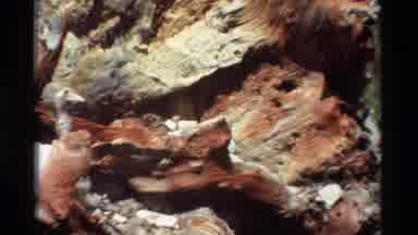 British Columbia USA (1981): The Lady Watches Over The Unidentified Tree Material