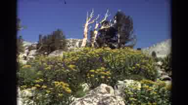 British Columbia USA (1981): Low-Angle Shot Of A Rocky Hill With Yellow Flowers