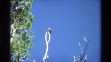 British Columbia USA (1981): Bird On A Tree